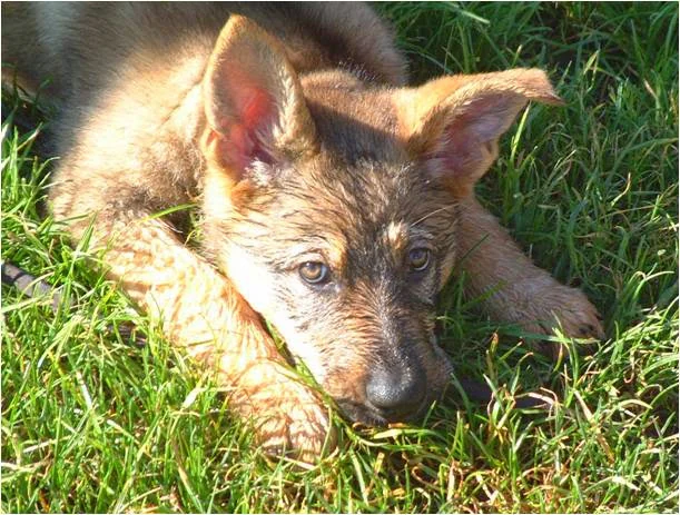 Junger Hund liegt entspannt im Gras vor einer hellen Holzwand.